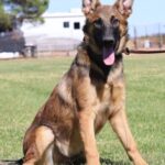 A german shepherd sitting in the grass with its tongue hanging out.