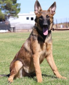 A german shepherd sitting in the grass with its tongue hanging out.