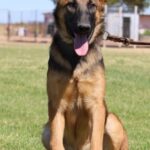 A german shepherd sitting on the grass with its tongue hanging out.