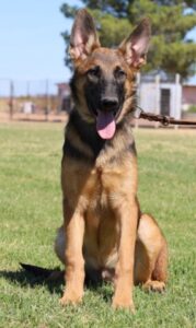 A german shepherd sitting on the grass with its tongue hanging out.