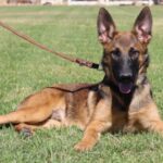 A german shepherd dog laying in the grass with its head on a leash.