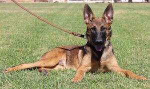 A german shepherd dog laying in the grass with its head on a leash.