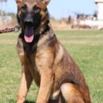 A german shepherd dog sitting in the grass.