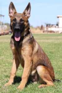 A german shepherd dog sitting in the grass.