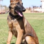 A german shepherd sitting in the grass with its tongue hanging out.