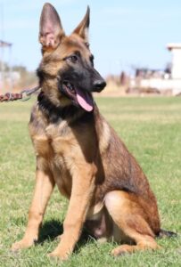 A german shepherd sitting in the grass with its tongue hanging out.