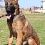 A german shepherd dog with its tongue hanging out.