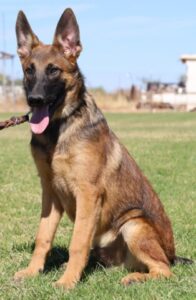 A german shepherd dog with its tongue hanging out.
