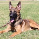 A german shepherd dog laying in the grass.