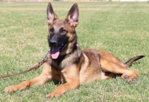 A german shepherd dog laying in the grass.