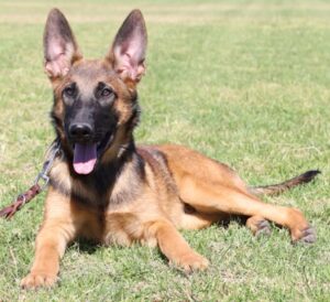 A german shepherd dog laying in the grass.