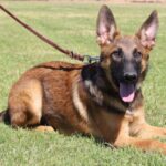 A german shepherd laying in the grass with its head on a leash.