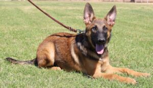 A german shepherd laying in the grass with its head on a leash.