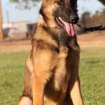 A german shepherd dog sitting in the grass with its tongue hanging out.