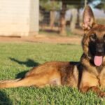 A german shepherd laying in the grass with its tongue hanging out.