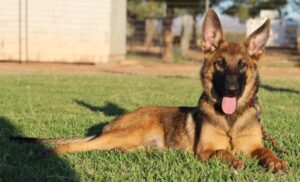 A german shepherd laying in the grass with its tongue hanging out.