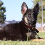 Actual German Shepherd