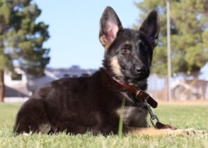Actual German Shepherd