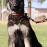 Zauberberg Shepherd Puppy
