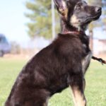 Zauberberg German Shepherd Arizona