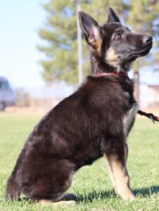 Zauberberg German Shepherd Arizona