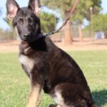 Purebred German Shepherd