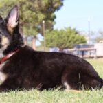 Real German Shepherd