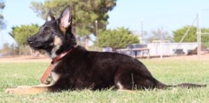 Real German Shepherd