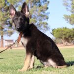 Arizona German Shepherd puppy
