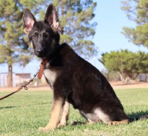 Arizona German Shepherd puppy