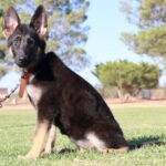 German Shepherd puppy for sale Tucson AZ