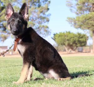 German Shepherd puppy for sale Tucson AZ