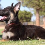 Purebred Shepherd Arizona Olympia