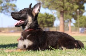 Purebred Shepherd Arizona Olympia