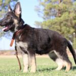 worldwide German Shepherd
