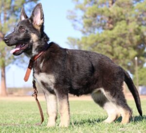worldwide German Shepherd