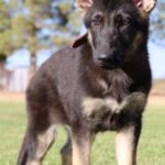 shepherd for sale arizona
