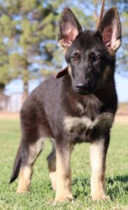 shepherd for sale arizona