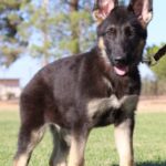 Puppy for Sale from Zauberberg