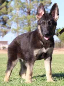 Puppy for Sale from Zauberberg