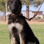 Zauberberg K9 Shepherd Available