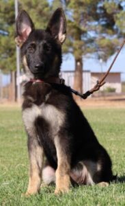 Zauberberg K9 Shepherd Available
