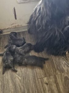 Newborn kittens with their mother on floor.