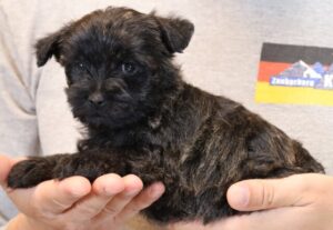 Arizona Cairn Terrier