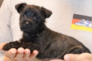 Cairn Terrier