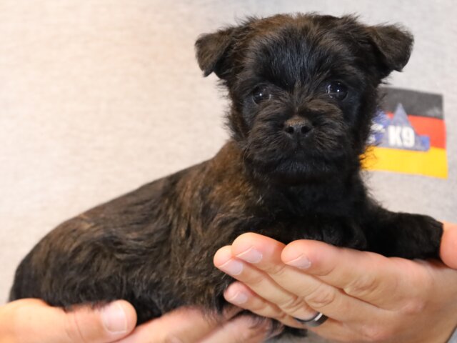 Arizona Cairn Terrier