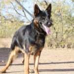A black and brown dog standing on top of a dirt field.