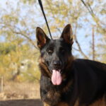 A german shepherd dog with its tongue hanging out.