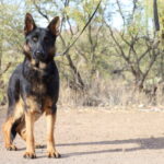 A black and brown dog standing on top of a dirt field.