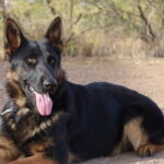 A german shepherd dog laying on the ground.